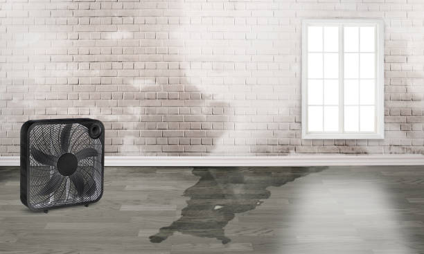 Best Water damage cleanup near me  in Skyline View, PA